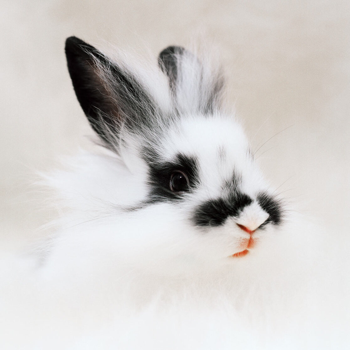 Kaninchen Bild1